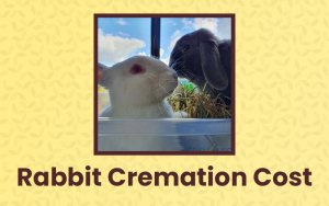 how much does rabbit cremation cost header image