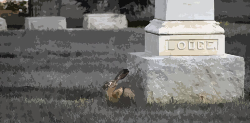 bunny grave